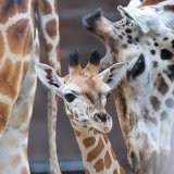 Les taches des girafes servent principalement de camouflage dans la végétation (cliché symbolique/Keystone archives).